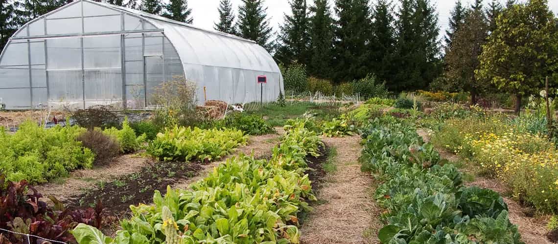 Start Organic Farming At Home: Follow These Easy Steps